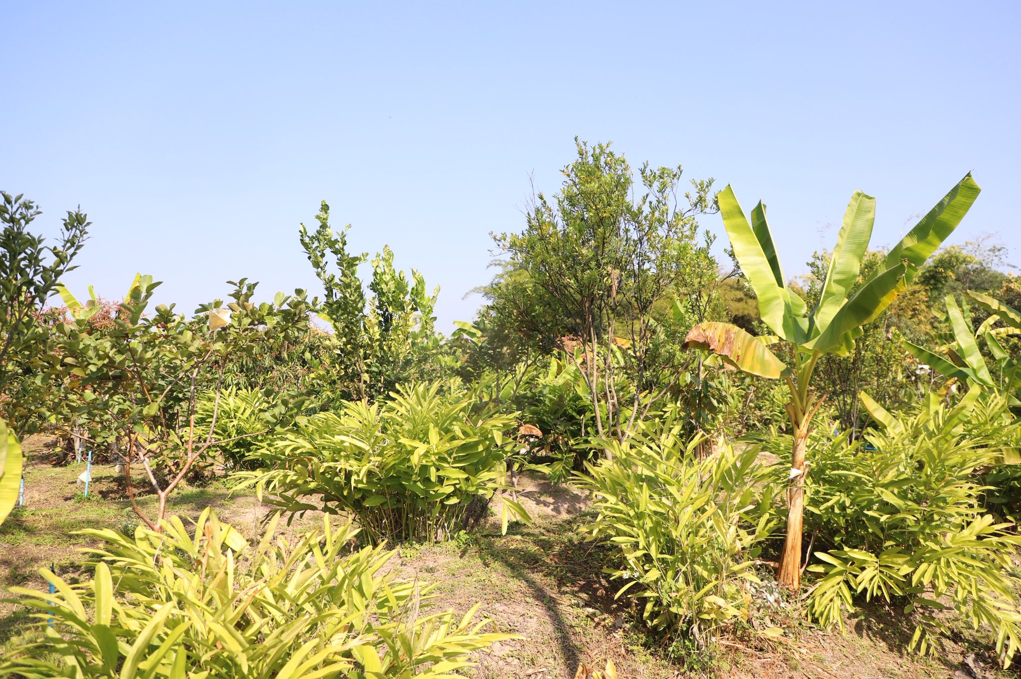 title - ”พลิกโฉมเกษตรกรสู่ผู้ประกอบการ“ ส.ป.ก.ลำพูน โชว์ความสำเร็จเกษตรอินทรีย์ครบวงจร ตั้งแต่แปลงปลูกสู่ตลาดพรีเมียม!!